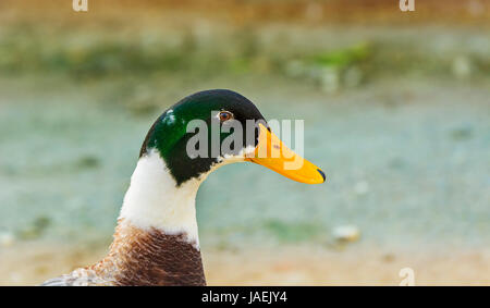 Il Mallard Duck o anatra selvatica (Anas platyrhynchos) è un anatra a dedicarmi ad allevare in tutta la temperata e subtropicale paesi. Questo duck belon Foto Stock