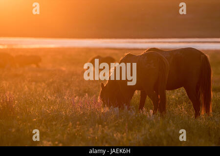 Mustangs o pascolano cavalli al tramonto sul prato a Rostov riserva nazionale, Russia Foto Stock