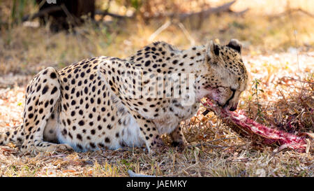 Una sanguinosa Cheetah mangiare gli avanzi dei suoi precedenti di uccidere Foto Stock