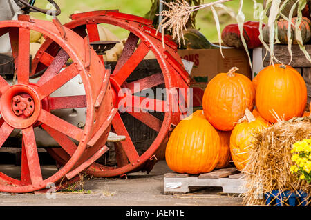 Zucche accanto a un vecchio trattore agricolo Foto Stock