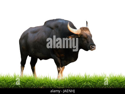 Gaur con erba verde isolato su sfondo bianco Foto Stock