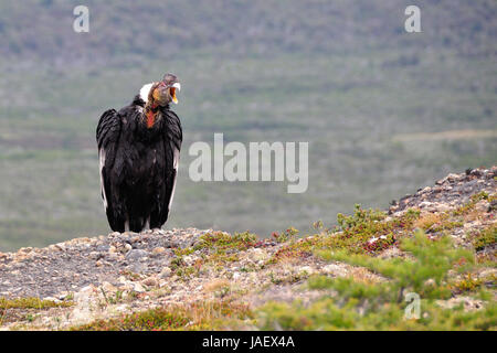 Maschio di condor andino (Vultur gryphus) nel selvaggio urlando Foto Stock