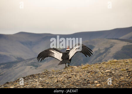 Maschio di condor andino (Vultur gryphus) nel selvaggio pronto al decollo Foto Stock