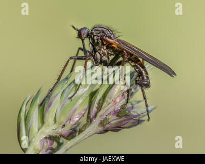 Robber fly (assassin fly) sul gambo di erba , in attesa di preda, liscio con sfondo verde Foto Stock