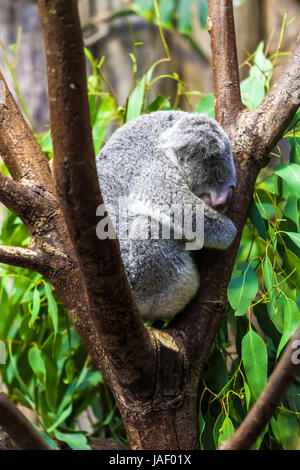 Sleeping koala. Il Koala Bear Foto Stock