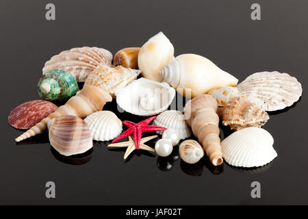 Il mare esotici shell . tesoro dal mare Foto Stock