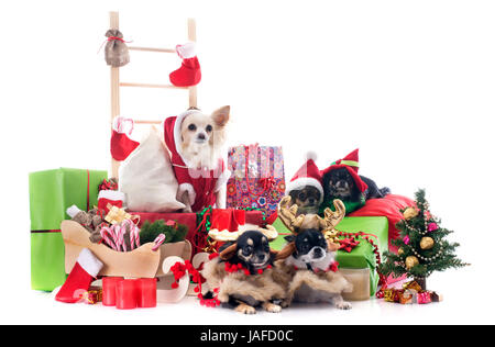 Natale chihuahuas davanti a uno sfondo bianco Foto Stock