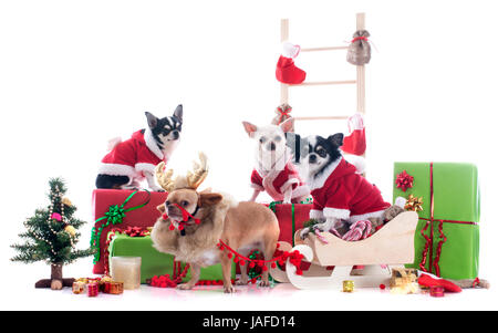 Natale chihuahuas davanti a uno sfondo bianco Foto Stock