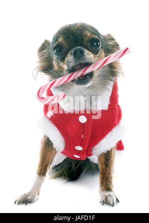 Vestito chihuahua con la caramella di fronte a uno sfondo bianco Foto Stock