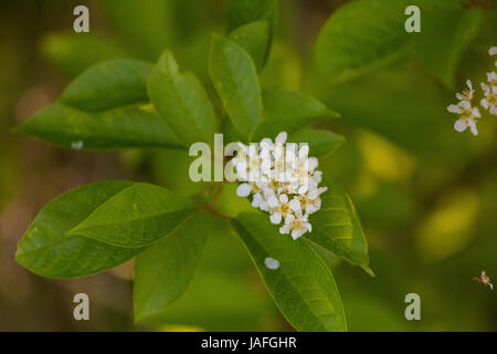 Un bel primo piano della giovane uccello fiori di ciliegio in primavera Foto Stock