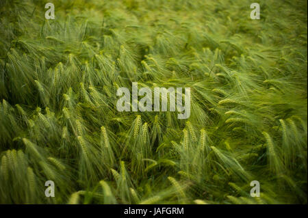 Thaxted Essex in Inghilterra. Orzo cresce in un campo a Thaxted Essex England Regno Unito. Giugno 2017 Wikipeadia sotto: orzo (Hordeum vulgare L.), un membro del th Foto Stock