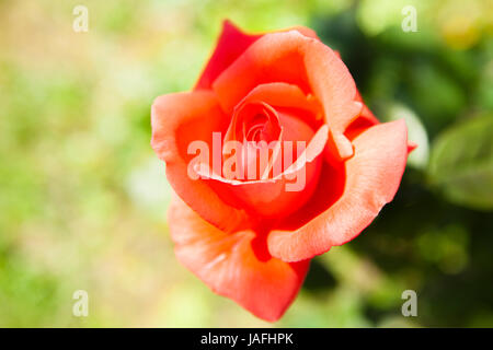 Rosa arancione Foto Stock