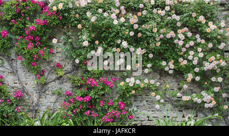 Rosa gallica var. officialis. Vecchio rosso della Rosa di damasco e di un inglese rosa rampicante contro un muro di pietra a Rousham house gardens, Oxfordshire, Regno Unito. Foto Stock