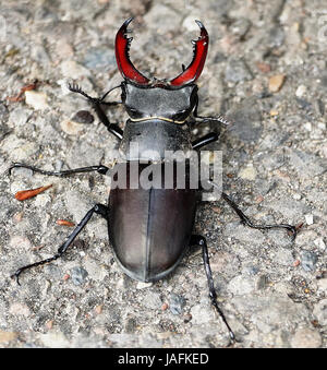 Close up di un maschio Stag Beetle (lucanus cervus) Foto Stock
