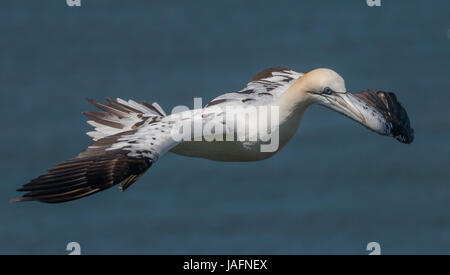 Close up di novellame di gannett in volo off Bempton Cliffs, Yorkshire nel maggio 2017 Foto Stock