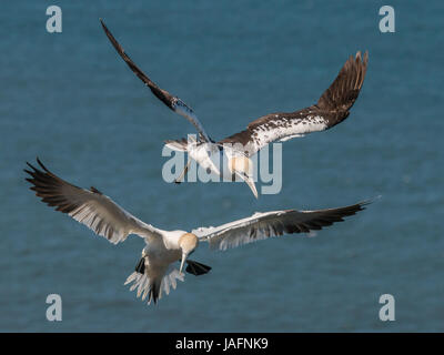 Coppia di sule in volo a Bemptron scogliere, Yorkshire, in presenza di luce solare con il mare alle spalle. Le sule sono prossimi a terra su scogliere.una coppia, uno immaturi. Foto Stock