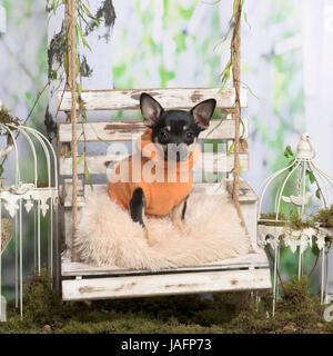 Chihuahua con camicia arancione su un cuscino, nella decorazione pastorale Foto Stock