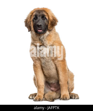 Leonberger cucciolo seduta, 4 mesi di età, isolato su bianco Foto Stock