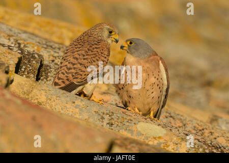 Minore il gheppio (Falco naumanni), l'allevamento di coppia su un tetto, Estremadura, Spagna Foto Stock