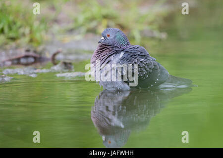 Il piccione domestico (Columba livia domestica) in piedi in acqua, Hesse, Germania Foto Stock