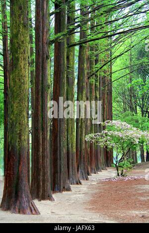 Fila di green ginkgo nel parco di Namiseom o Nami Island, Chuncheon-si, Gangwon-do, Sud della Corea Foto Stock