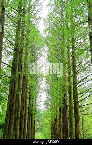 Fila di green ginkgo nel parco di Namiseom o Nami Island, Chuncheon-si, Gangwon-do, Sud della Corea Foto Stock