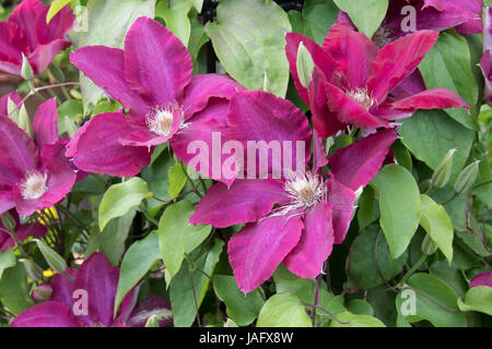 Il marrone rossiccio/borgogna clematis 'Niobe' Foto Stock