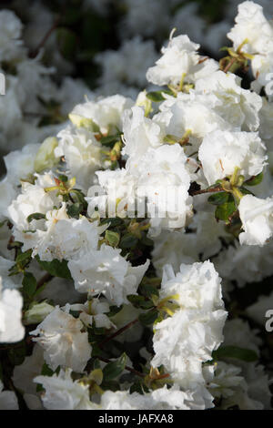 Splendide white Azalea 'Dora Amatels' Foto Stock