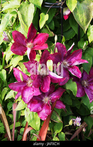 Il marrone rossiccio/borgogna clematis 'Niobe' Foto Stock