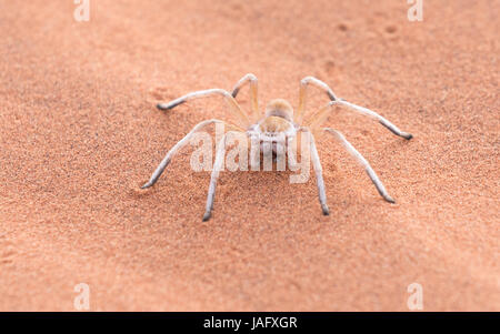 Una femmina di Dancing White Lady Spider (Leucorchestris arenicola) del Namib Rand Riserva Naturale in Namibia Foto Stock