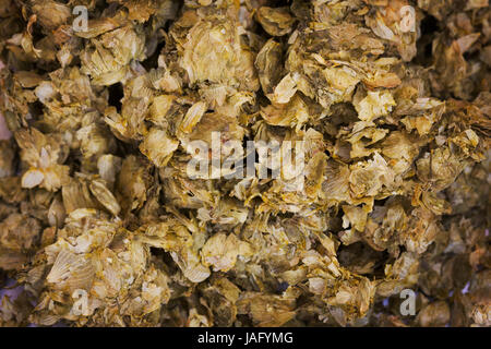 Close up di luppolo essiccato, un ingrediente importante nella fabbricazione della birra. Foto Stock