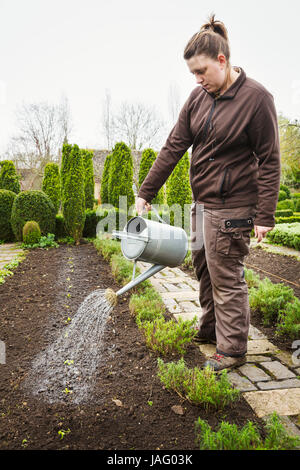 Irrigazione donna una fila di recente piantato le piantine nel terreno in un giardino. Foto Stock