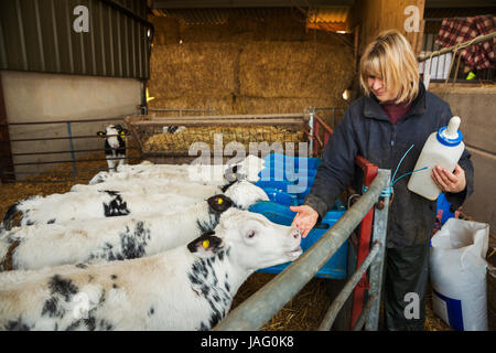 Donna che mantiene un biberon in piedi in una stalla, accanto a una penna con il bianco e nero dei vitelli. Foto Stock