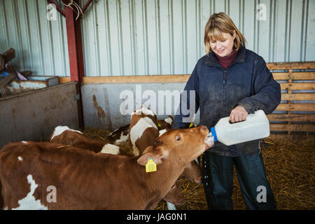 Donna in piedi in una stalla, biberon marrone e bianco vitelli. Foto Stock