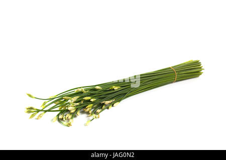 Fioritura aglio erba cipollina isolati su sfondo bianco Foto Stock