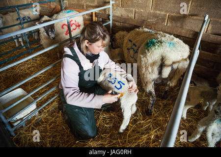 Donna in ginocchio in una stalla, pittura un numero blu su un agnello newbon. Foto Stock