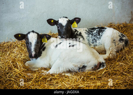 Due in bianco e nero di vitelli affiancati su un letto di paglia. Foto Stock