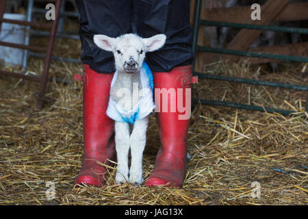 Neonato agnello vestito in un ponticello a maglia in piedi tra le gambe di una persona che indossa red stivali da pioggia. Foto Stock