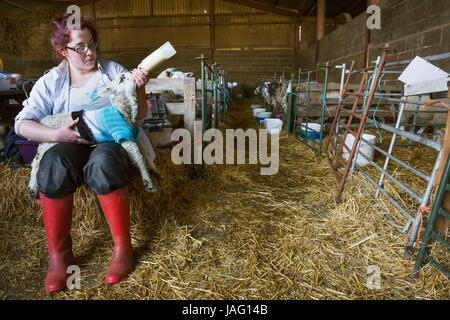 Giovane donna seduta in un granaio, alimentando un neonato di agnello con latte proveniente da una bottiglia. Agnello vestito con una maglia ponticello blu. Foto Stock