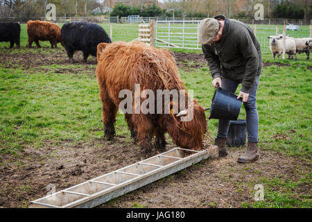 Un uomo di riempimento di una mangiatoia per un gruppo di highland bovini in un campo. Foto Stock