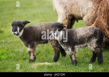 Una coppia di pecore e due giovani in bianco e nero degli agnelli in un campo. Foto Stock