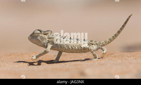 Deserto atto Namaqua Chameleon (Chamaeleo namaquensis) nel Dorob Parco Nazionale vicino a Swakopmund, Namibia Foto Stock