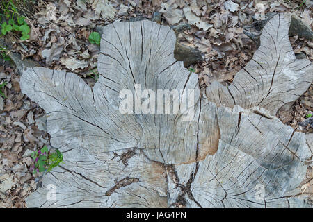 Tronco di quercia, ammende di quercia della bella forma insolita Foto Stock
