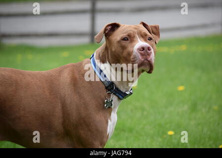 Il cane intellettuale, un incredibile cane con pensiero profondo e l'amore. Foto Stock