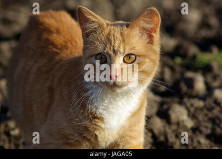 Lo zenzero tabby cat passeggiate all'aperto. Profondità di campo. Messa a fuoco selettiva. Foto Stock