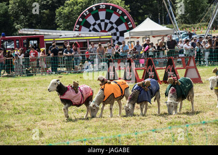 Daft pecore saltando ostacoli a Rawdon Carnevale Nr Leeds Foto Stock