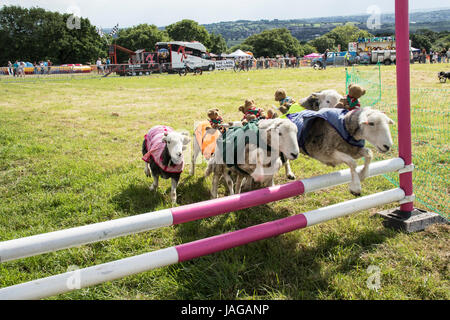 Daft pecore saltando ostacoli a Rawdon Carnevale Nr Leeds Foto Stock