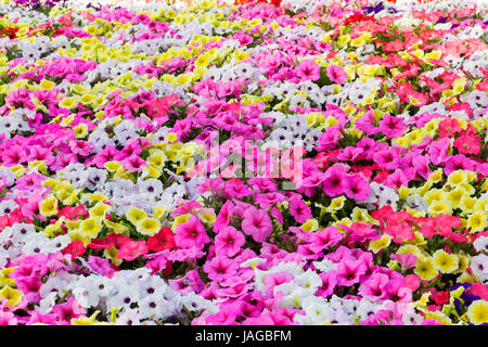 Flower Show Fuji Shiba-sakura Festival, Giappone. Foto Stock