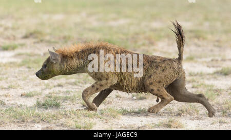 Spotted Hyaena visualizzando il comportamento eccitato, Amboseli National Park, Kenya Foto Stock