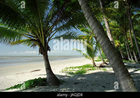 Palme e una spiaggia vuota: Four Mile Beach, Port Douglas, estremo Nord Queensland, Australia Foto Stock